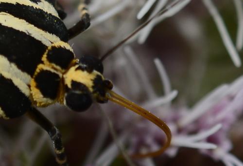 Réf. 230 607 : Euplagia quadripunctaria